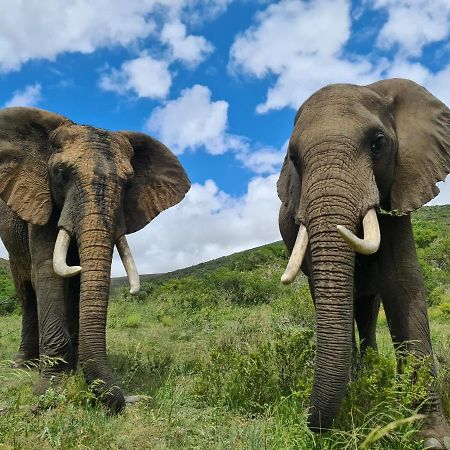 Indalu Game Reserve Boggomsbaai Экстерьер фото