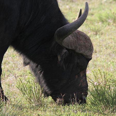 Indalu Game Reserve Boggomsbaai Экстерьер фото