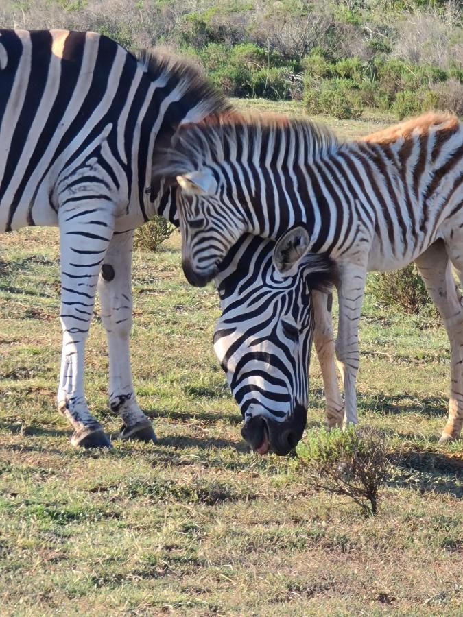 Indalu Game Reserve Boggomsbaai Экстерьер фото