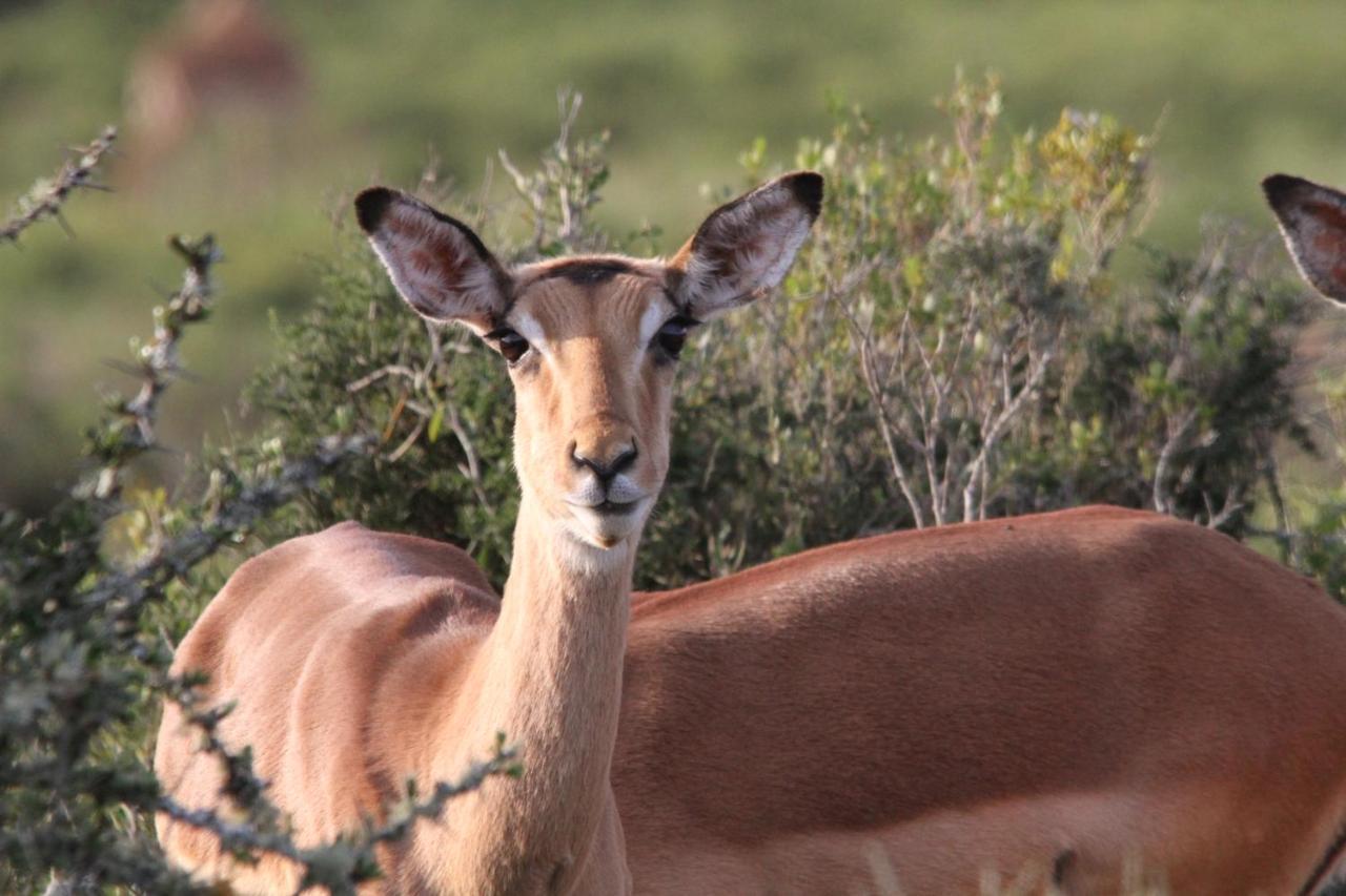 Indalu Game Reserve Boggomsbaai Экстерьер фото