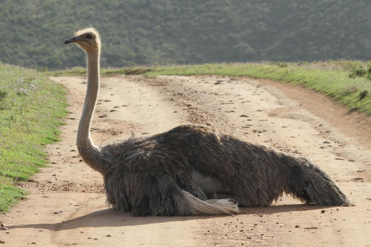 Indalu Game Reserve Boggomsbaai Экстерьер фото