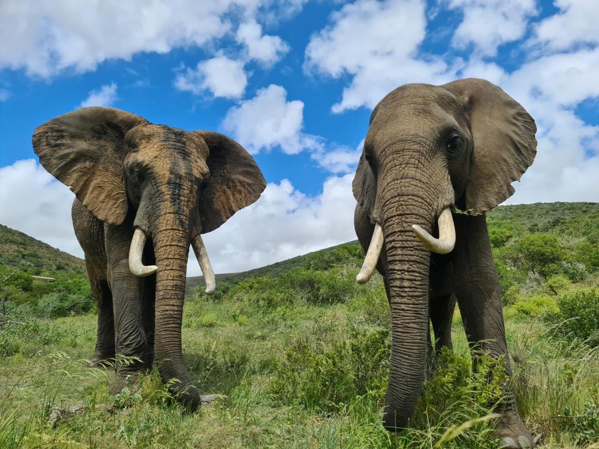 Indalu Game Reserve Boggomsbaai Экстерьер фото