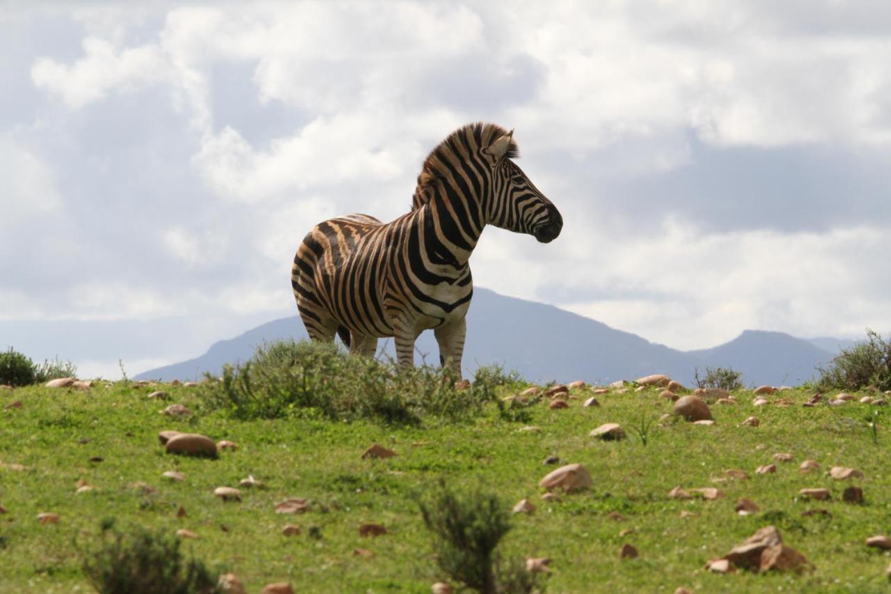 Indalu Game Reserve Boggomsbaai Экстерьер фото