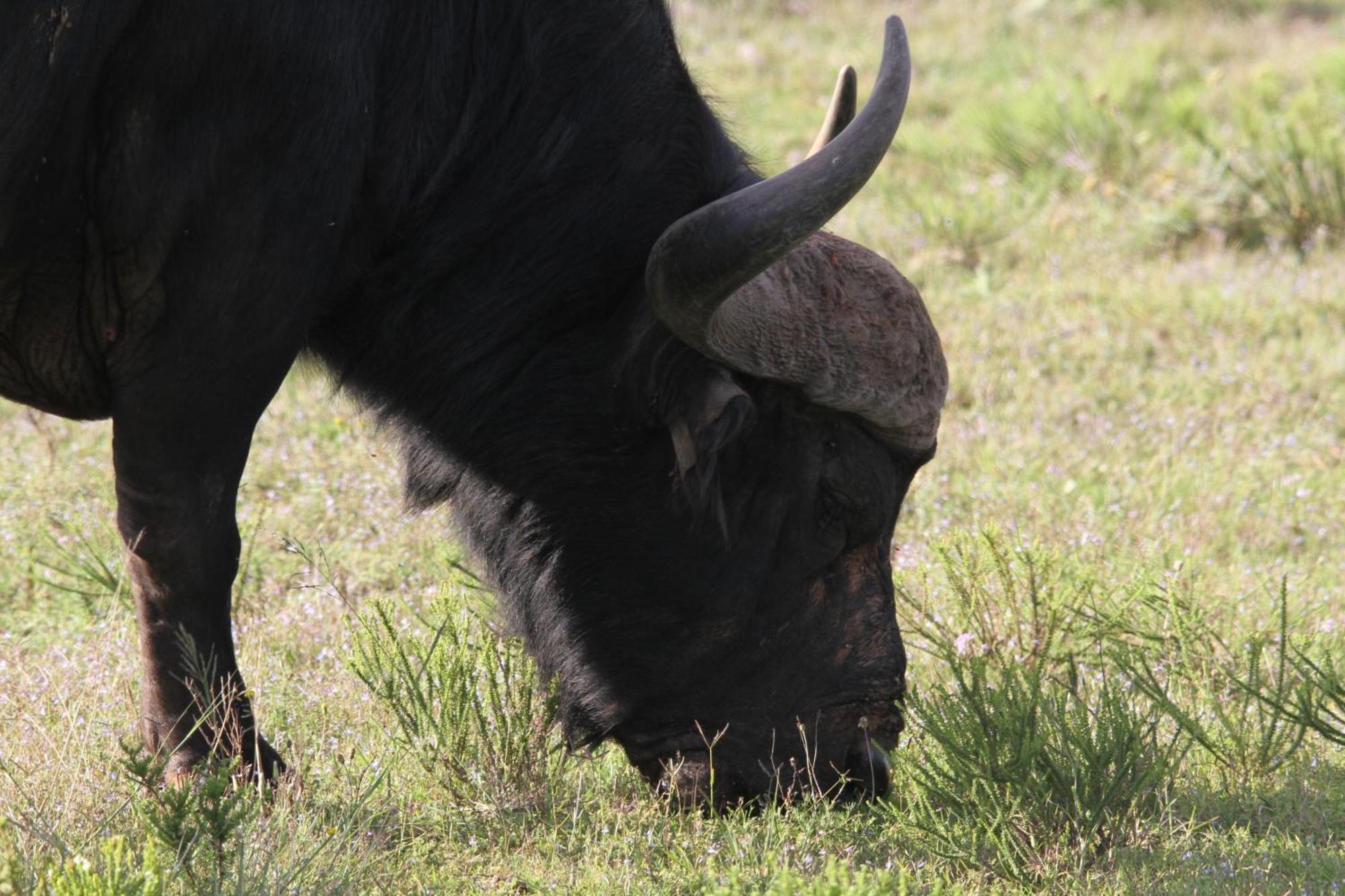 Indalu Game Reserve Boggomsbaai Экстерьер фото