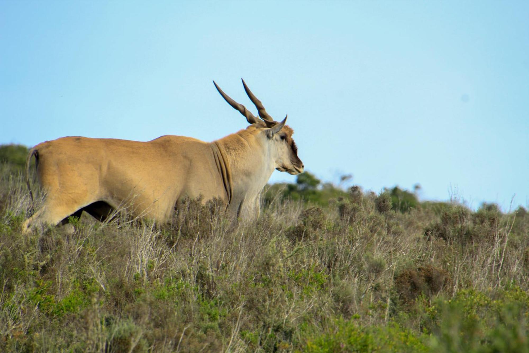 Indalu Game Reserve Boggomsbaai Экстерьер фото
