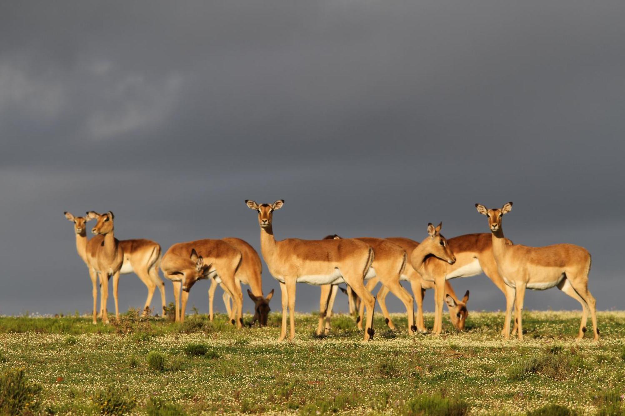 Indalu Game Reserve Boggomsbaai Экстерьер фото