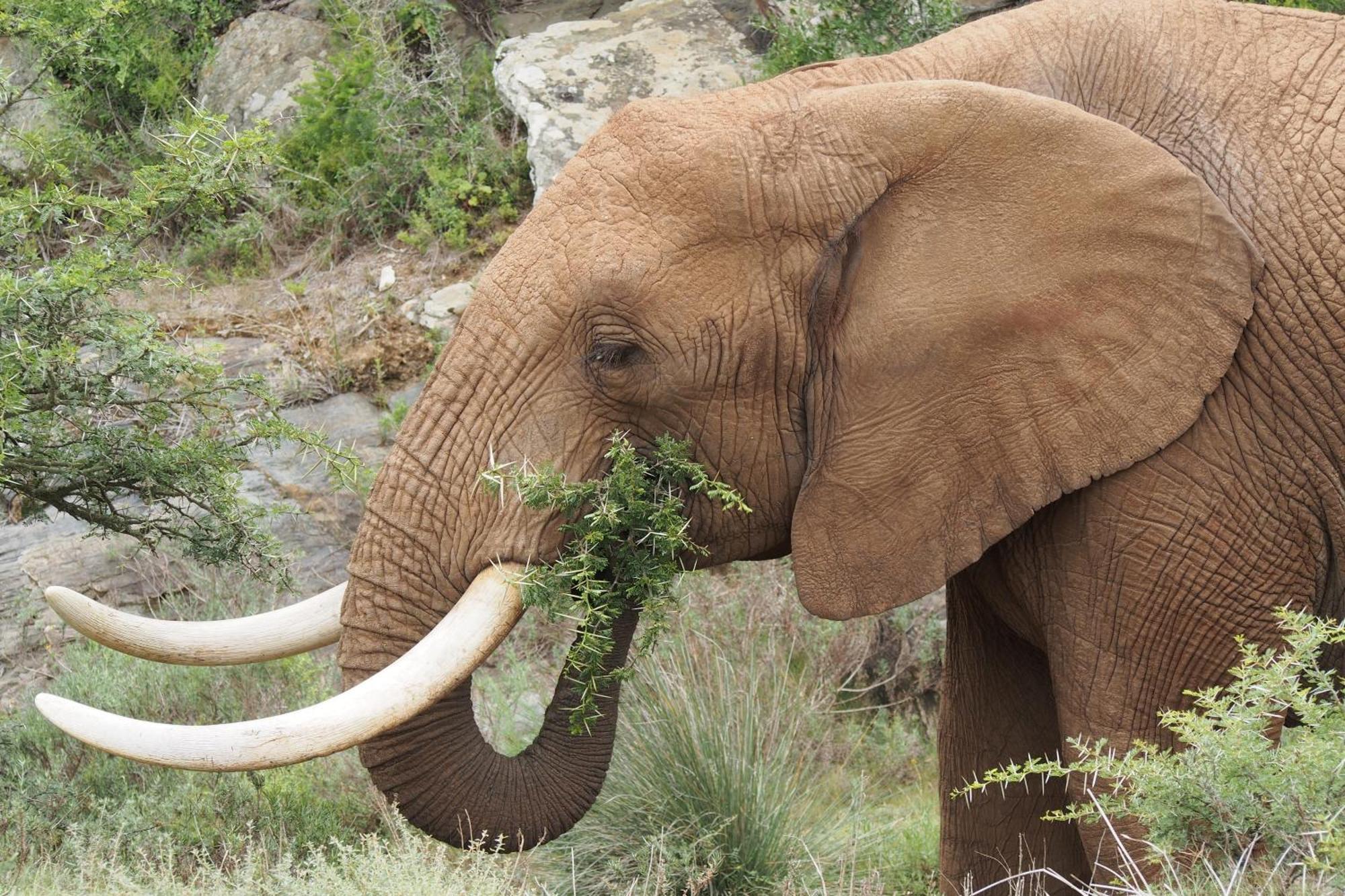 Indalu Game Reserve Boggomsbaai Экстерьер фото