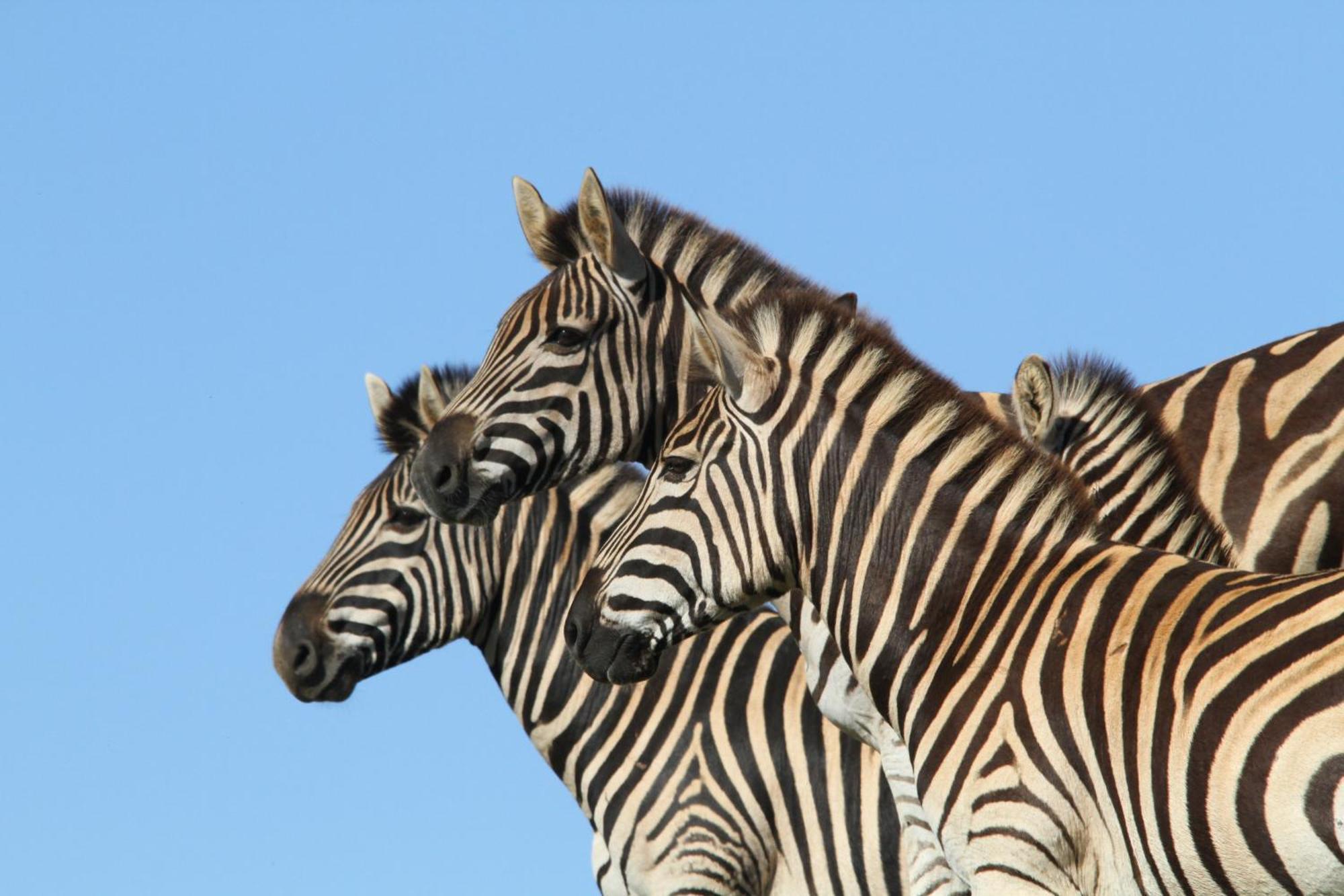 Indalu Game Reserve Boggomsbaai Экстерьер фото