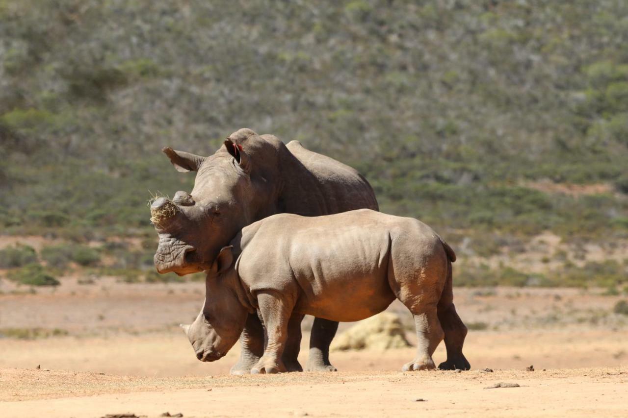 Indalu Game Reserve Boggomsbaai Экстерьер фото